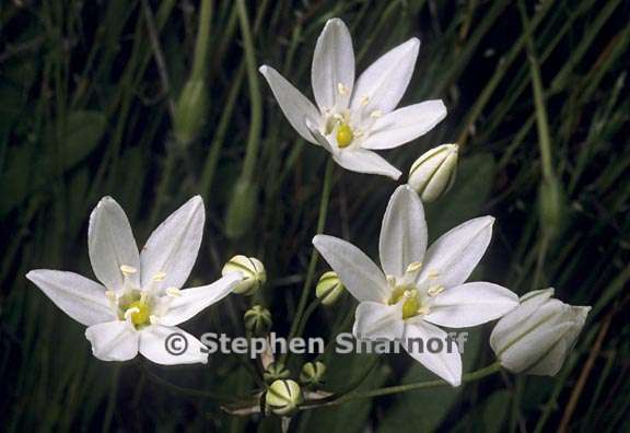 triteleia hyacinthina 3 graphic